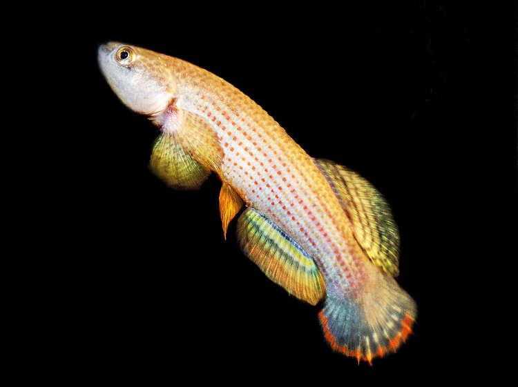 neofundulus.sp fotografiado en acuario.