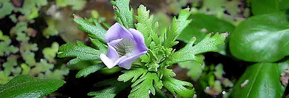 Flor de Limnophila Sessiliflora fotografiada por Facundo Acuña