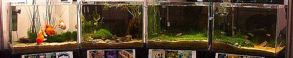 Acuarios presentados en el stand de SAdelPlata en la Expovet del 2004.