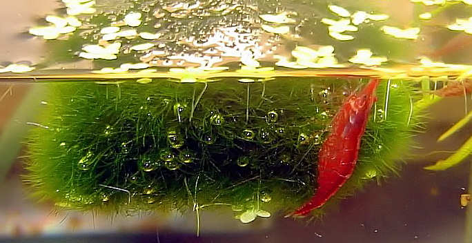 Hembra comiendo en una Cladophora aegagrophila